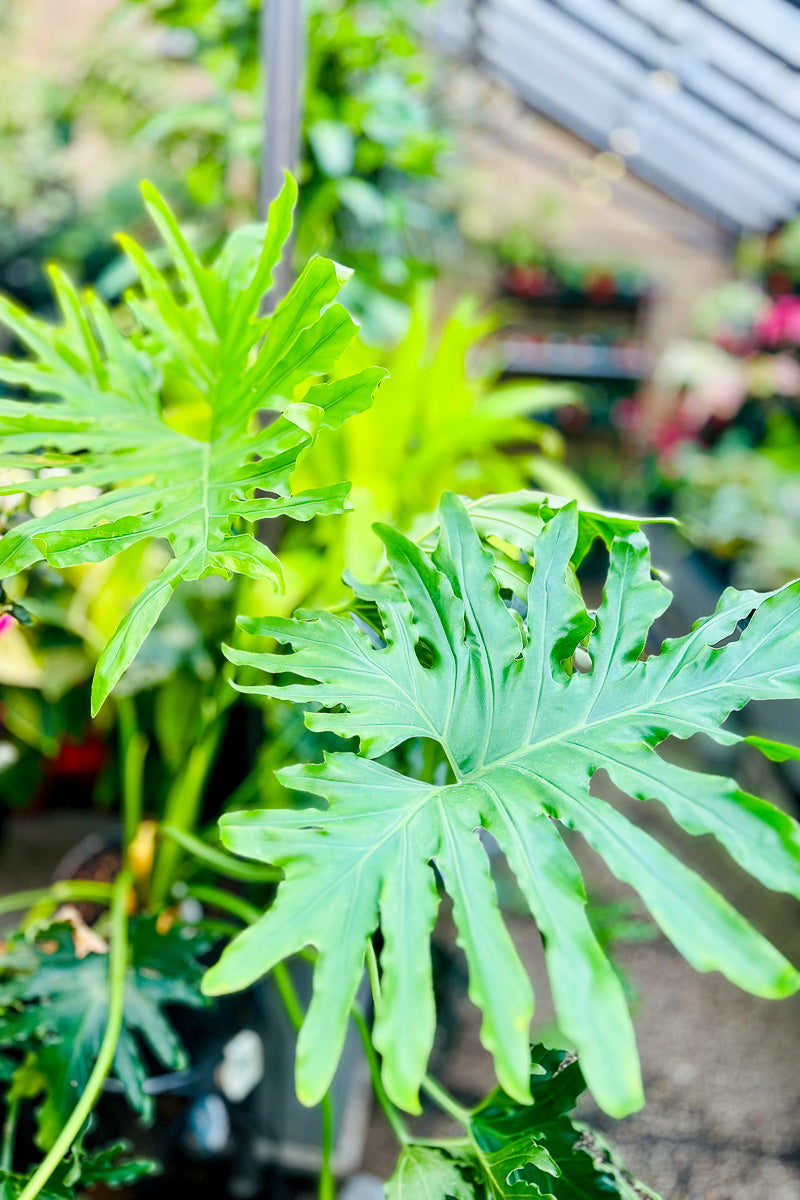 philodendron selloum light Philodendron, Selloum 14"