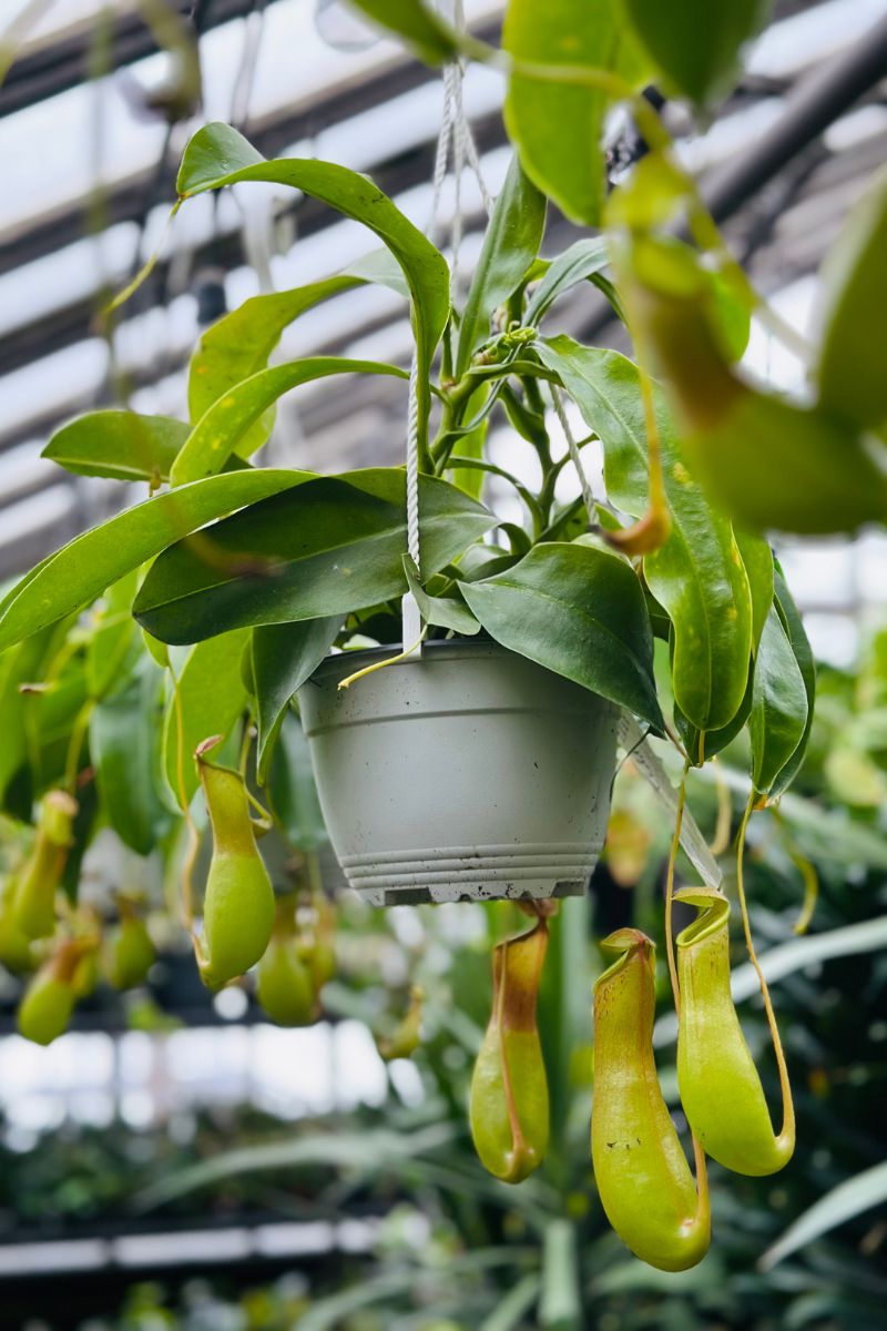hanging carnivorous plants Pitcher Plant 6" Hanging Basket
