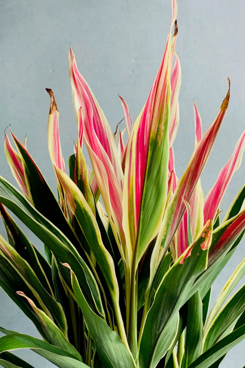 indoor ti plant Cordyline Exotica Tricolor – Chalet