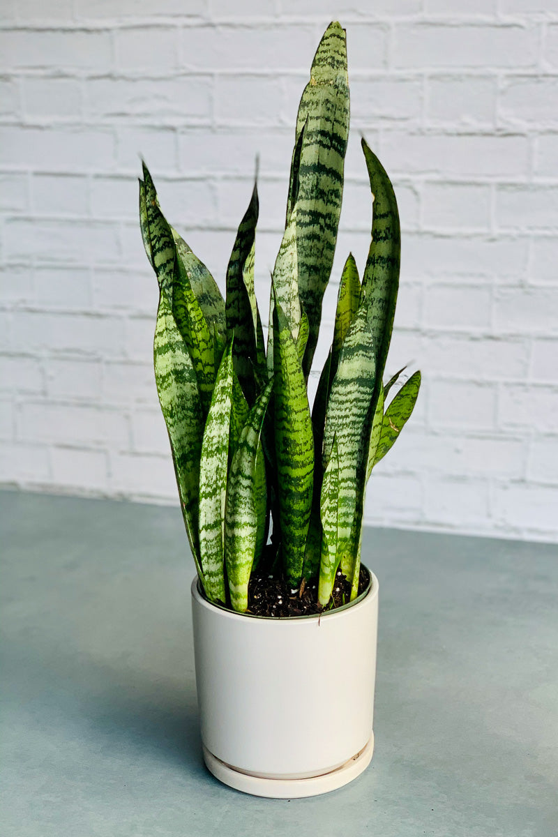 Snake Plant, Zeylanica 6