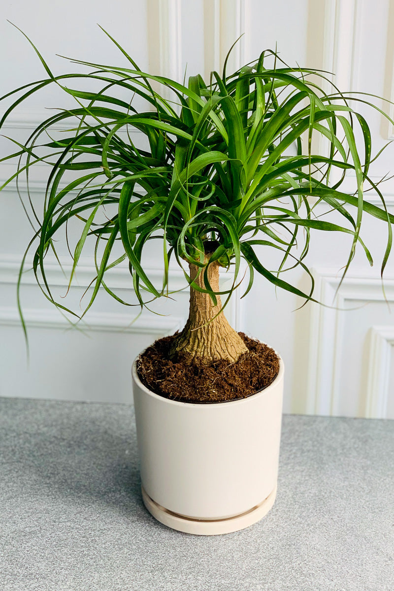 buy ponytail palm Palm, Ponytail 6" – Chalet