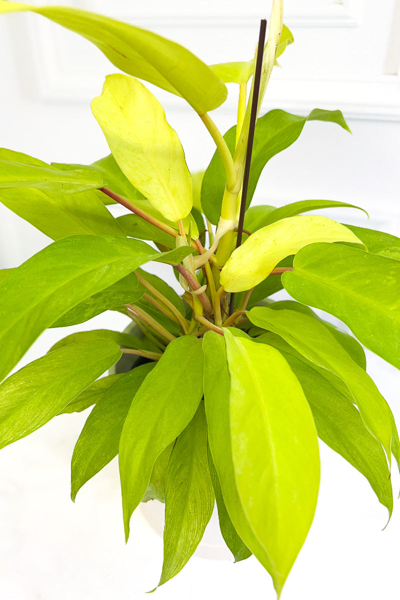 lemon lime.philodendron Philodendron, Lemon 6"