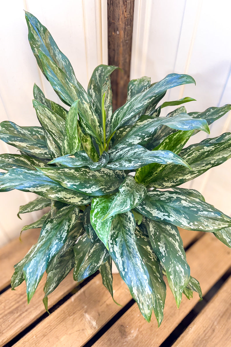 aglaonema shade plants Chinese Evergreen, Shades 10"