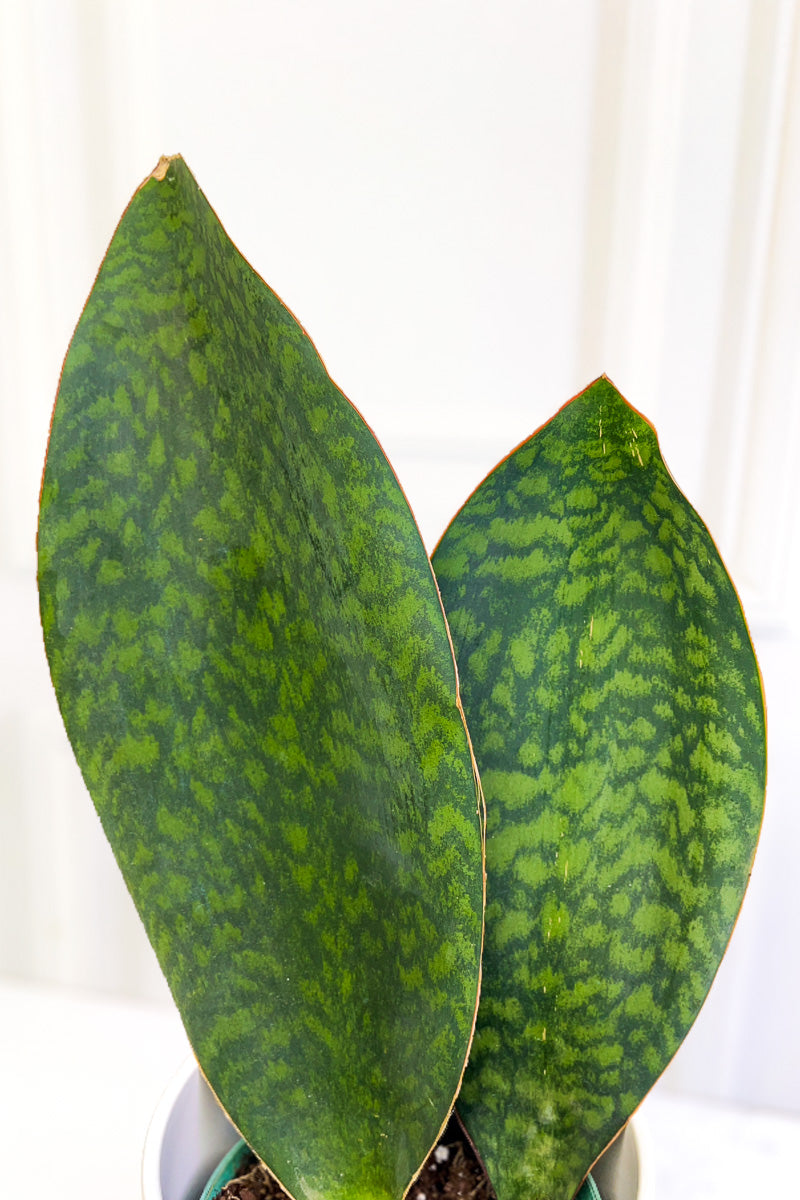 snake plant toxins Snake Plant, Shark Fin 6"