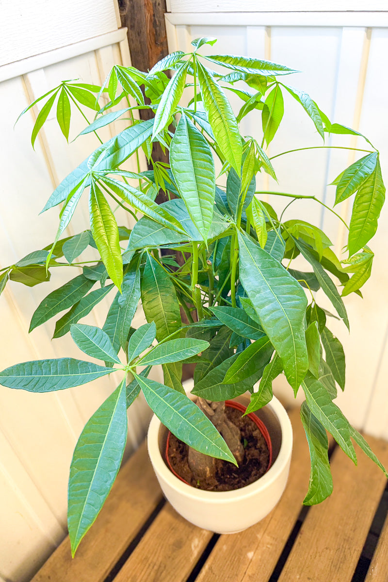money tree house plant Money Tree, 8" Braid – Chalet