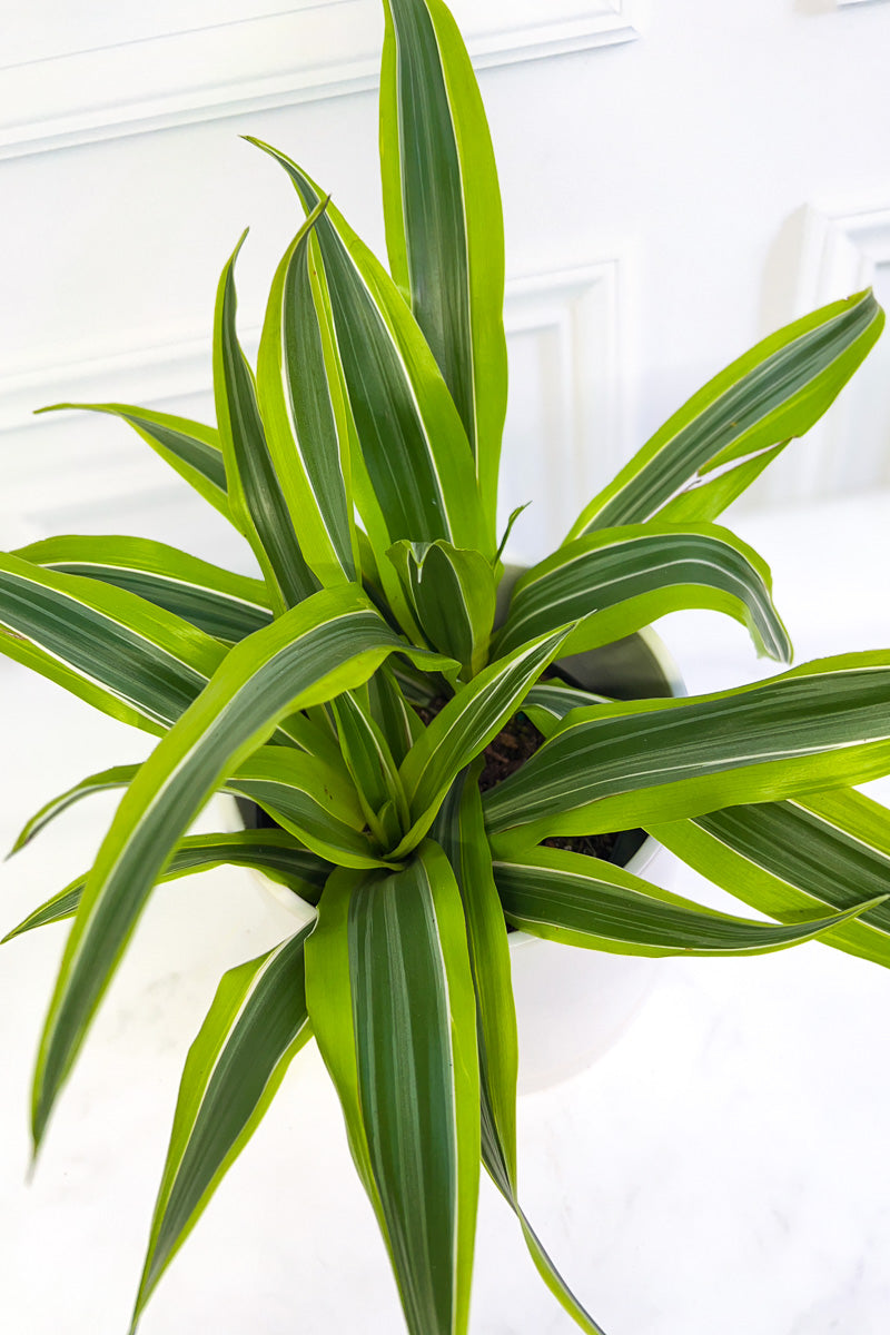 dracaena goldstar Dracaena, Warneckii Goldstar 6"
