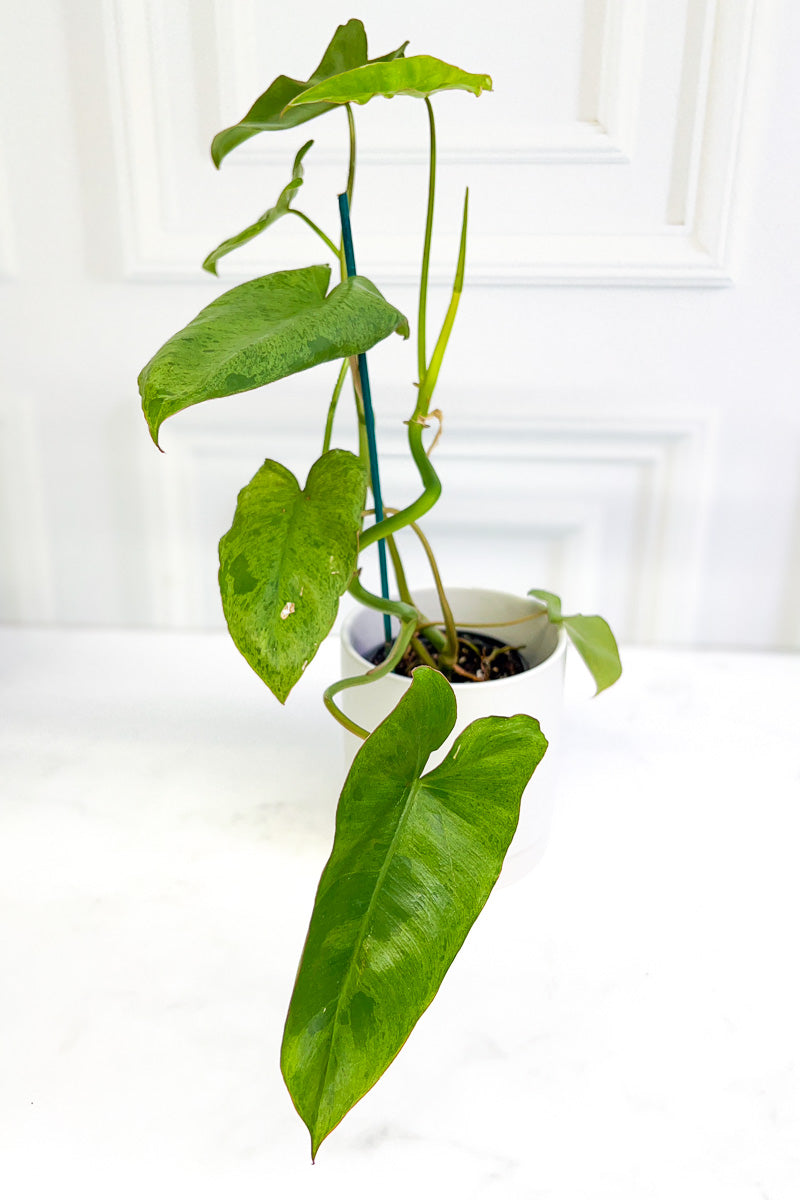 speckled philodendron Philodendron, Paraiso Verde 4"