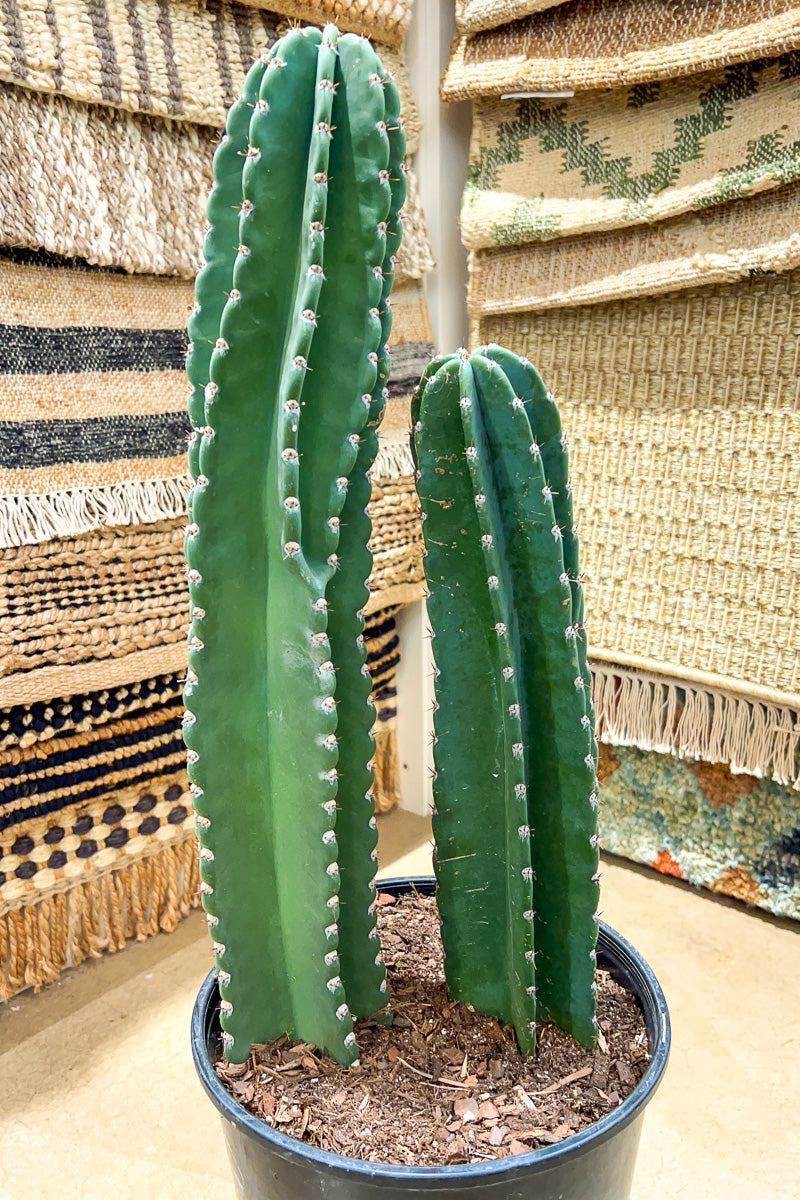 where to buy indoor cactus plants Cactus, Cereus Peruvianus 10" – Chalet