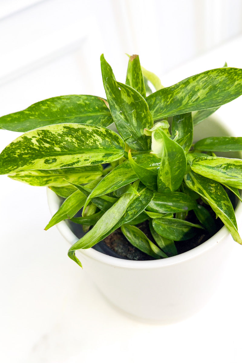 philodendron spade Philodendron, Jose Buono 4"