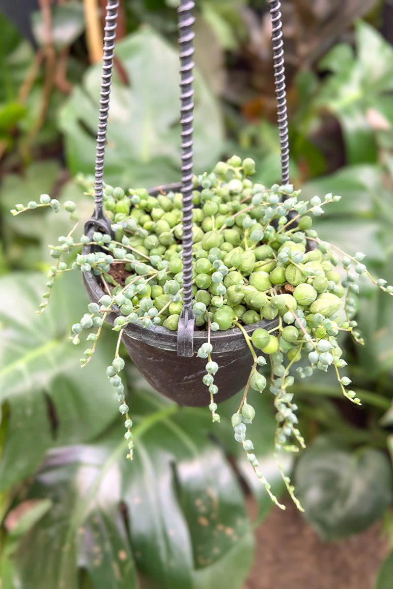 succulent string Succulents, String of Pearls 4" – Chalet
