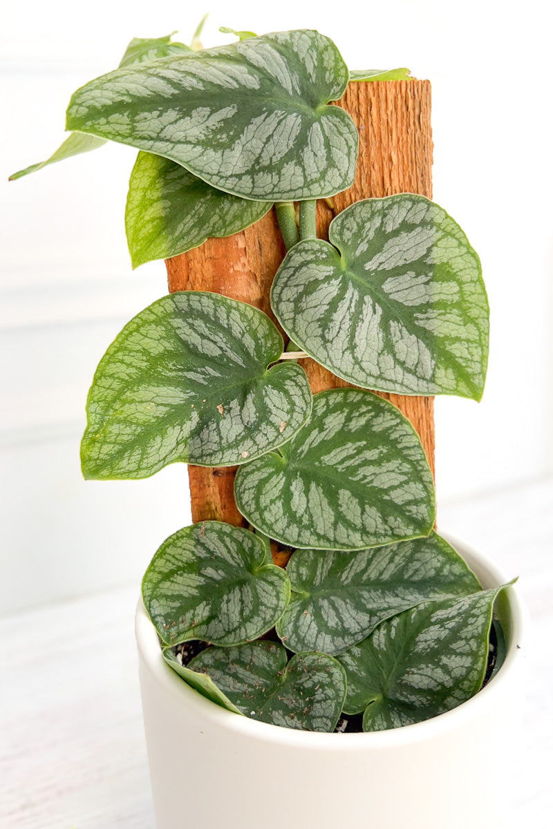monstera dubia maturity Monstera, Dubia 4" – Chalet