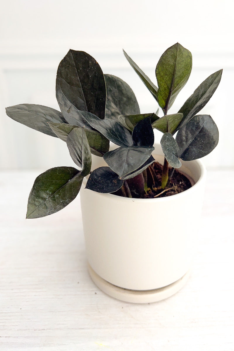 zz plant chicago ZZ Plant, Black Raven 4"