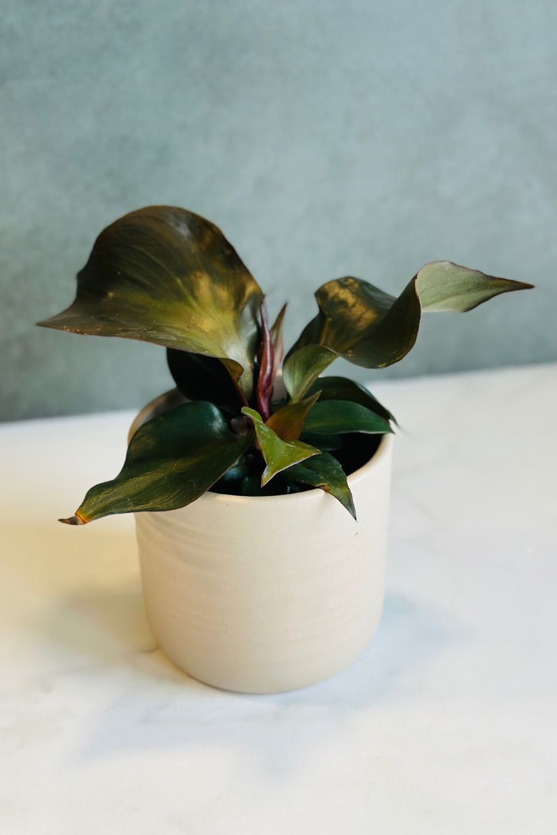 philodendron red brown Philodendron, Red Heart 4" – Chalet