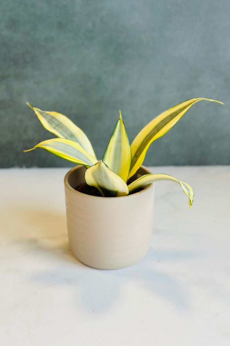 ghost snake plant Snake Plant, Ghost 4"