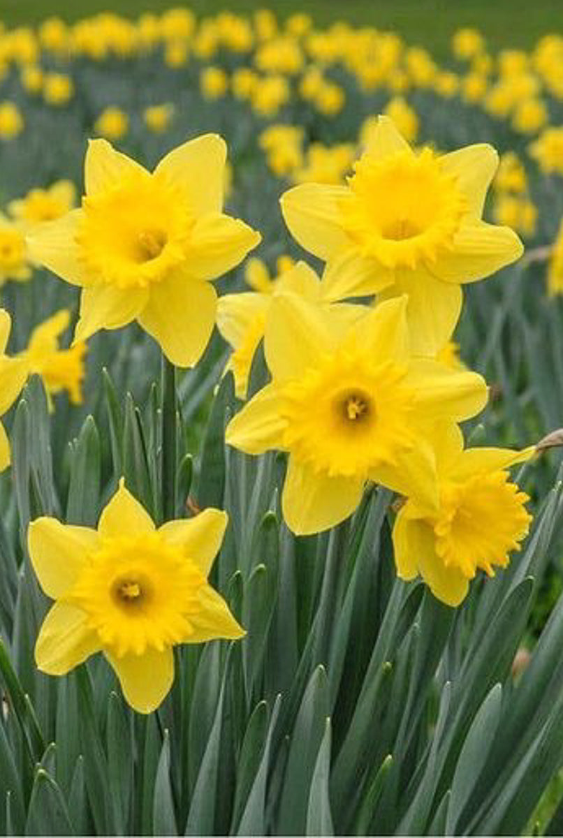 can indoor daffodils be planted outside Daffodil, Potted 4"