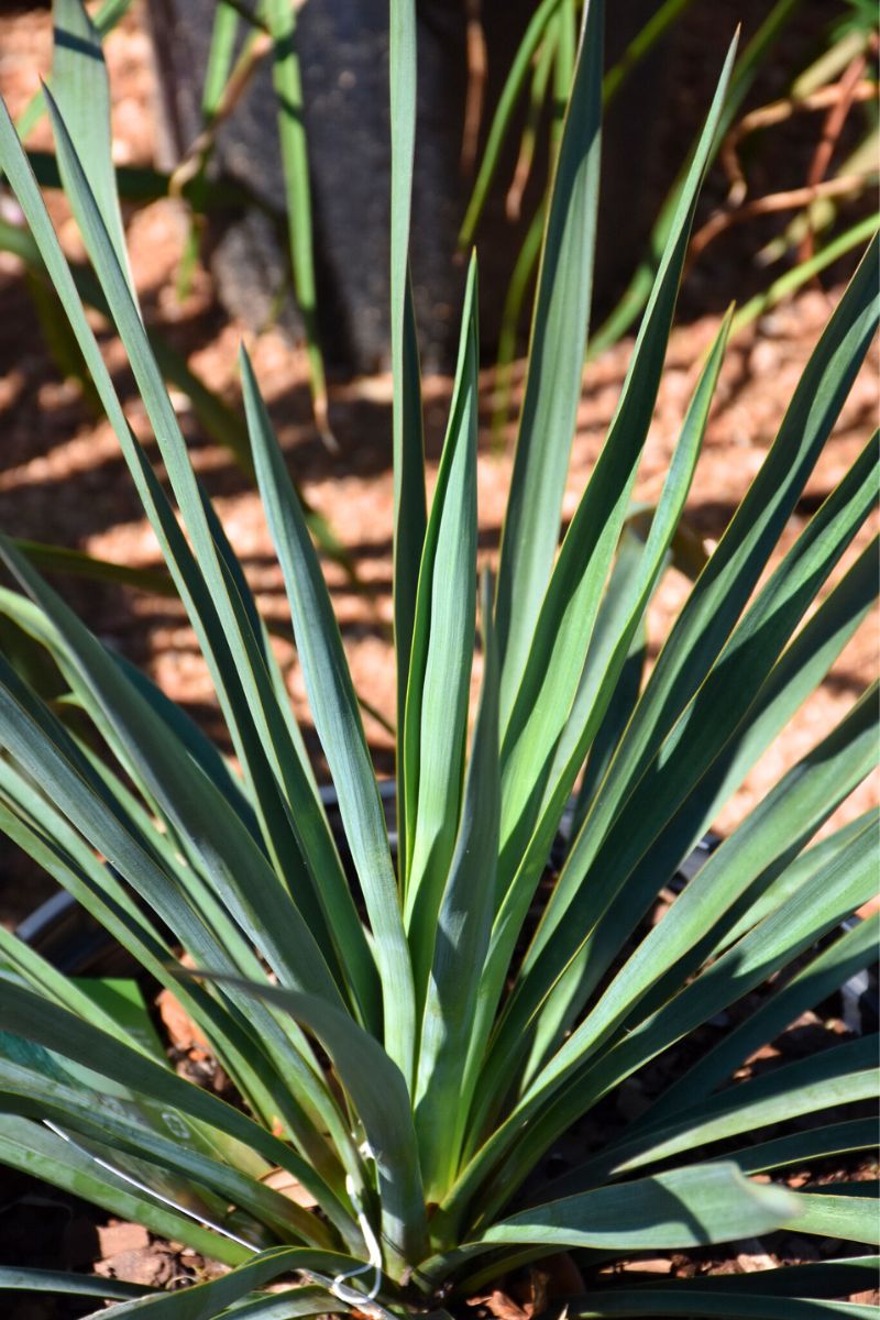 Blue Yucca, Blue Sentry – Chalet