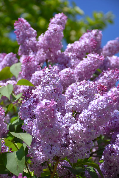 Lilac, Common Purple