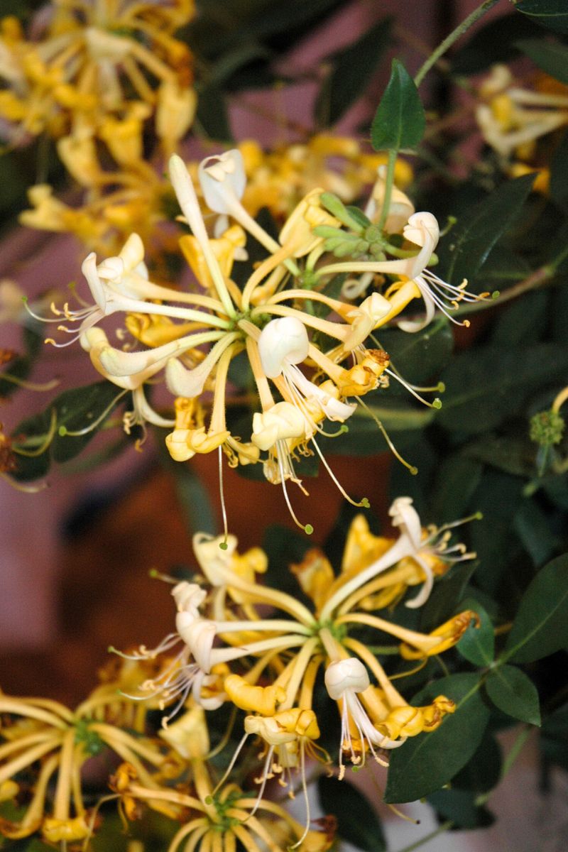 honeysuckle plant indoors Vine, Honeysuckle Scentsation – Chalet