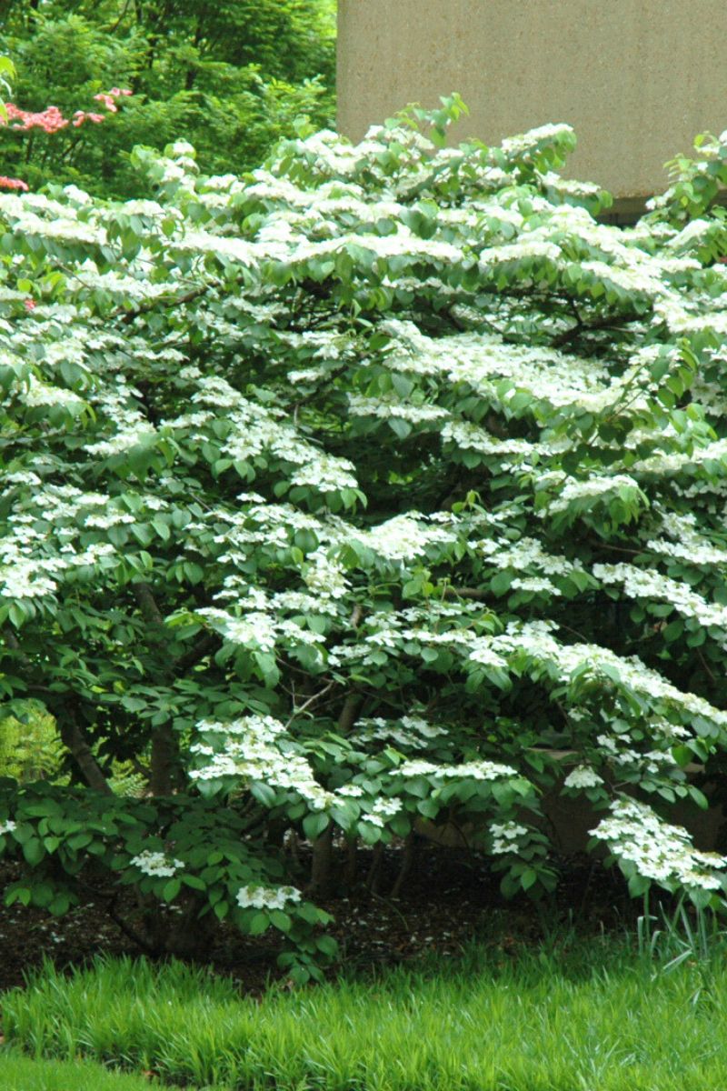Fascinating Shasta Doublefile Viburnum Gallery