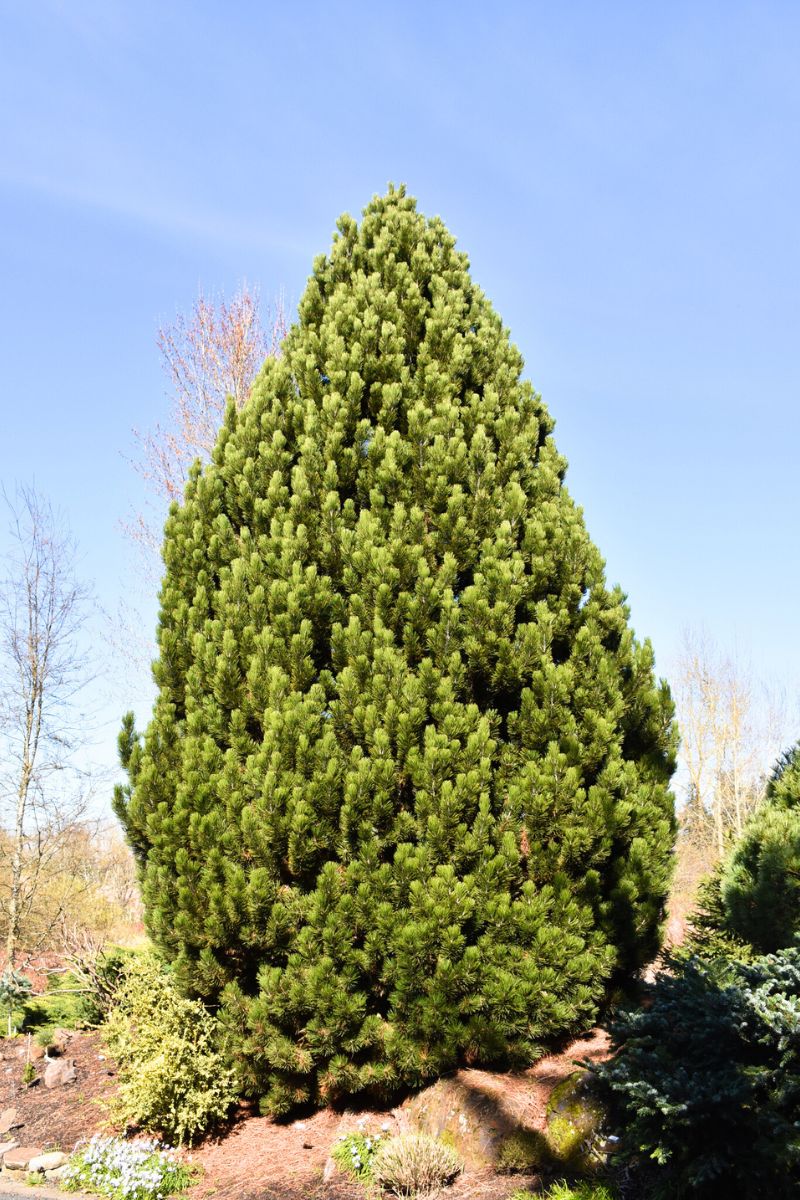 Pine, Bosnian Compact Gem – Chalet