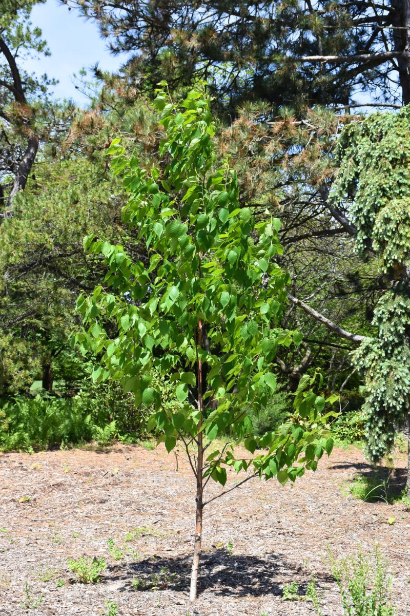 bpc 157 essen tree Birch, Renaissance Oasis – Chalet Health advisers begin meeting mg:10 lab-grade water solution