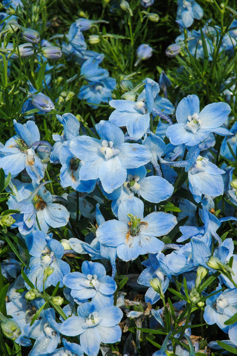 憂*園様 sol soonerorlaterライトブルー Sサイズ Delphinium, Summer Blues – Chalet