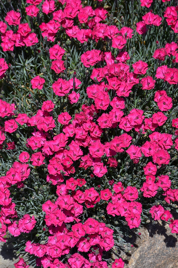 Dianthus, Paint The Town Red