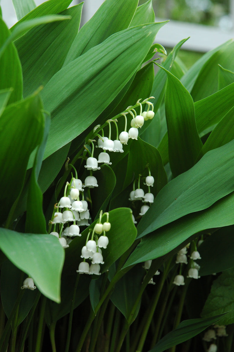 lily of valley flower Lily-Of-The-Valley – Chalet