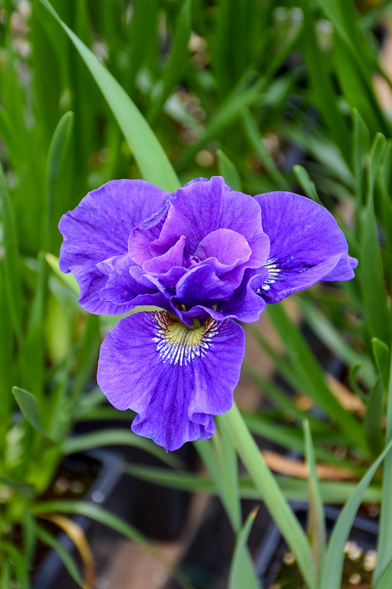 Iris, Siberian- Concord Crush – Chalet