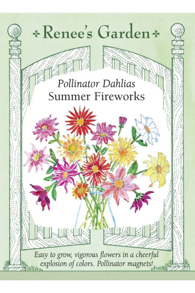 Renee's Garden Pollinator Dahlias 'Summer Fireworks' Seeds