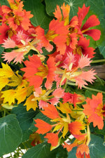 Renee's Garden Heirloom Nasturtiums Climbing Phoenix Seeds
