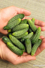 Renee's Garden Petite Pickles French Cornichon Seeds