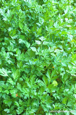 Renee's Garden Kitchen Herbs Italian "Gigante" Parsley Seeds