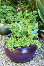 Renee's Garden Container Kale Green Curles Seeds