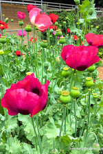 Renee's Garden Heirloom Herbs Pepperbox Poppy Seeds