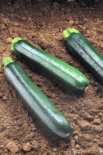 Renee's Garden Dark Green Zucchini Twilight Seeds