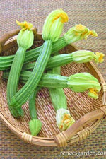 Renee's Garden Itailian Zucchini Romanesco Seeds