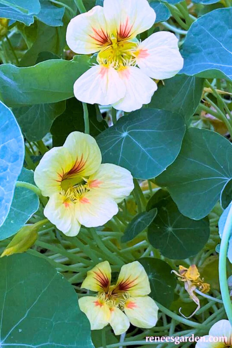 renee's garden nasturtium seeds Renee's Garden Hummingbird Nasturtiums Vanilla Berry Seeds