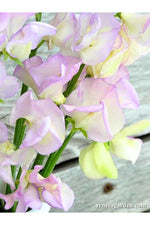 Renee's Garden Fragrant Sweet Peas April in Paris Seeds