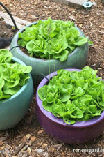 Renee's Garden Container Lettuce Garden Babies Butterhead Seeds
