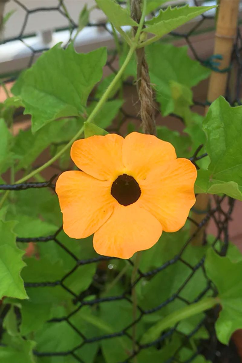 flower vine seeds Botanical Interests Black Eyed Susan Vine Seeds – Chalet
