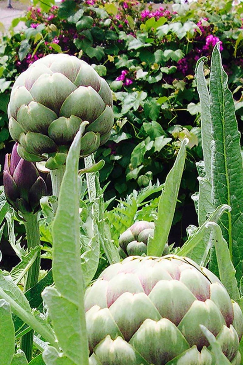 artichoke plant seeds Botanical Interests Green Globe Improved Artichoke Seeds