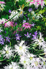 Botanical Interests Rainbow Loveliness Cottage Pinks Seeds