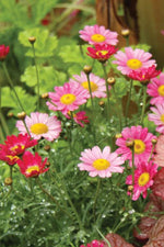 Botanical Interests Robinson's Blend Painted Daisy Seeds