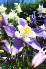 Botanical Interests Rocky Mountain Blue Columbine Seeds