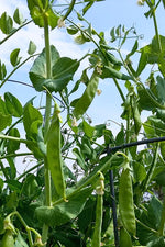 Botanical Interests Wando Shelling Pea Seeds