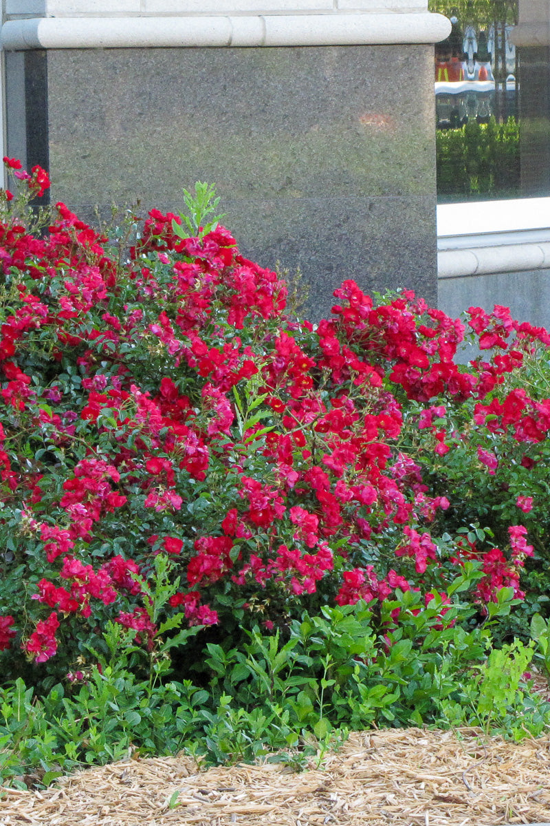 Rose, Floral Carpet Red – Chalet