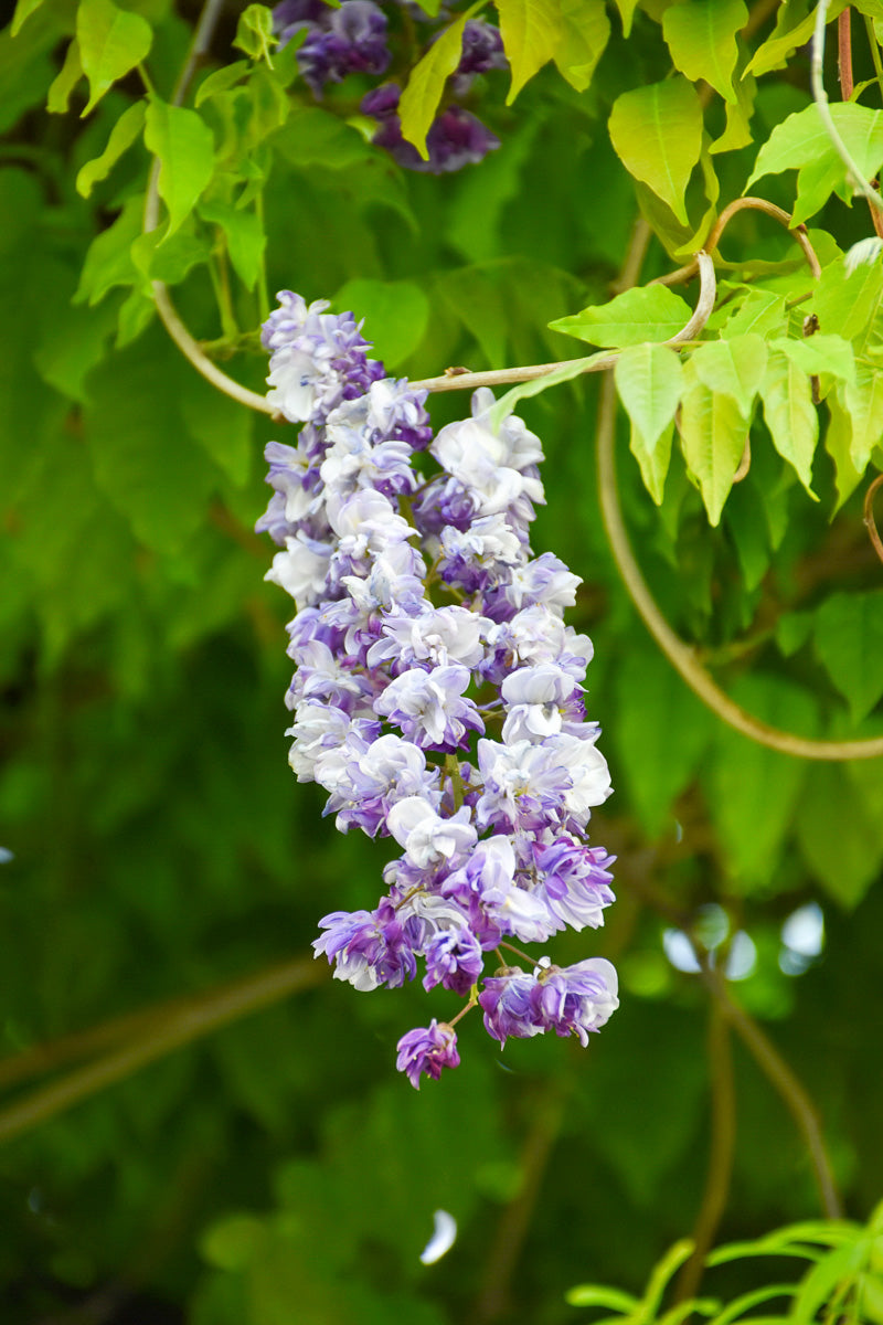 purple hanging vine plant Vine, Wisteria Violacaea Plena – Chalet