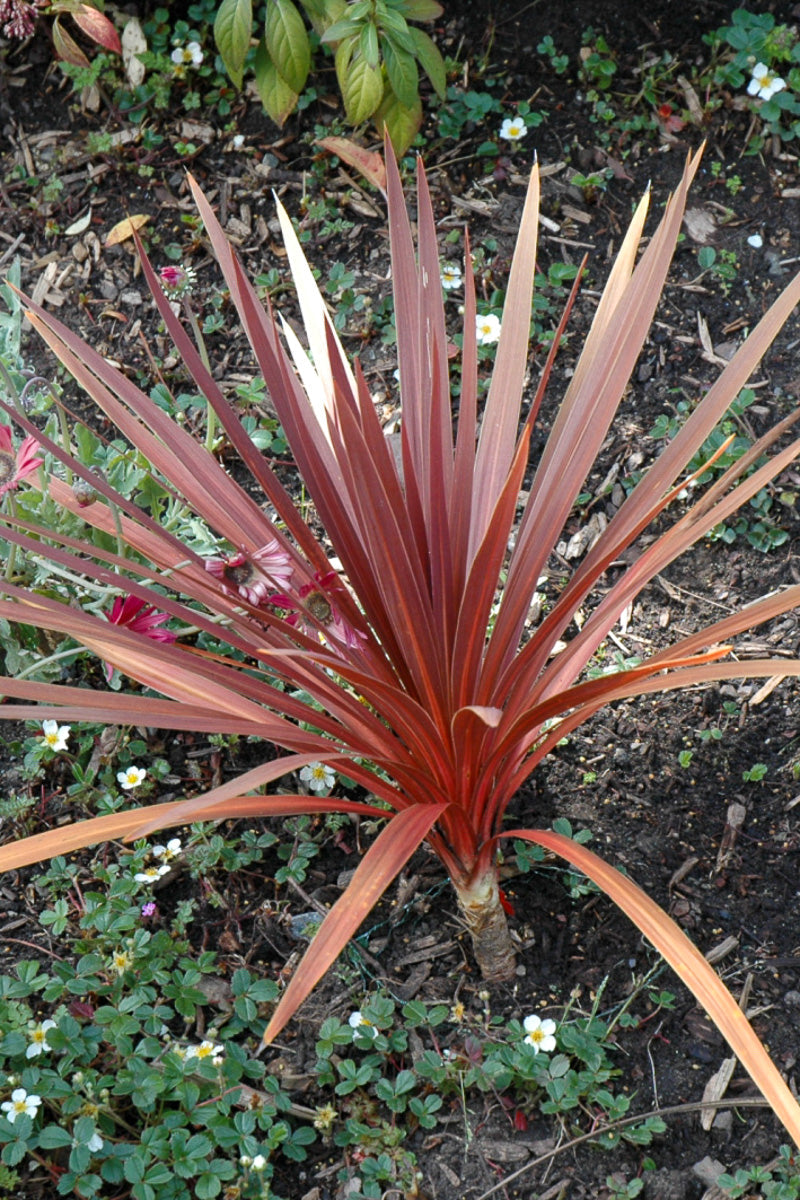 red star succulent Cordyline, Red Star 6"