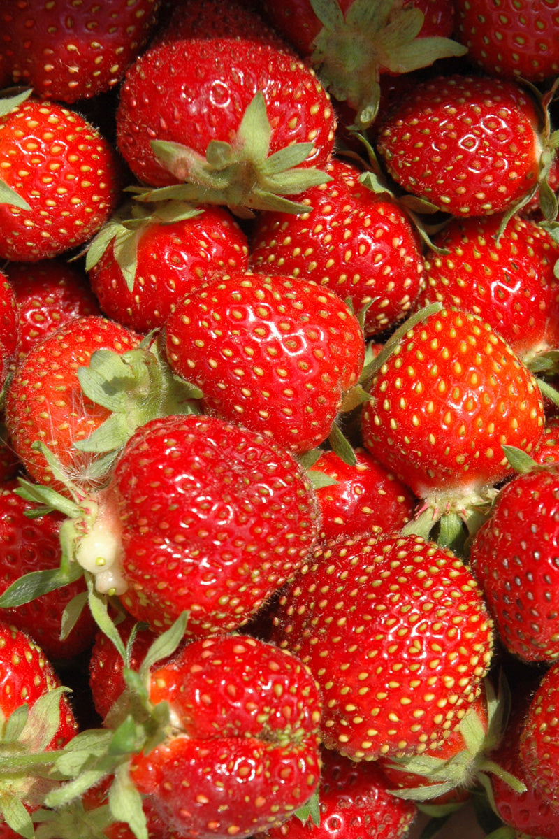 tristan strawberry seeds Fruit, Strawberry Tristan